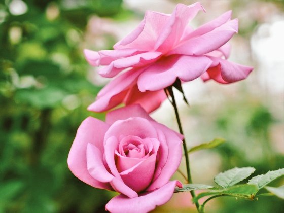おはようございます🩷 ̖́-🩷 ̖́-(^O^)(💖ᴗ͈ˬᴗ͈)ﾍﾟｺﾘ｡:.ﾟஐ⋆*🌷🌱🌸🌿🌼☘️🌈😘😘😘❤❤❤❤✨✨✨🌈💓⋆͛♡⋆͛🍬🍬〜♪。.:＊・゜♪。.:＊・゜💗💕💖💞💝💘💓🥰💕💕✨🌹•*¨*•...🌺..｡.:*🌷(͒ ᴖ ·̫ ᴖ⸝⸝ )͒♪❤️🥰😘😍😚🫶🏻🎀🩷🌸🌷🌼🌷🌸ꕤ୭*(*˘︶˘*).｡.:*♡