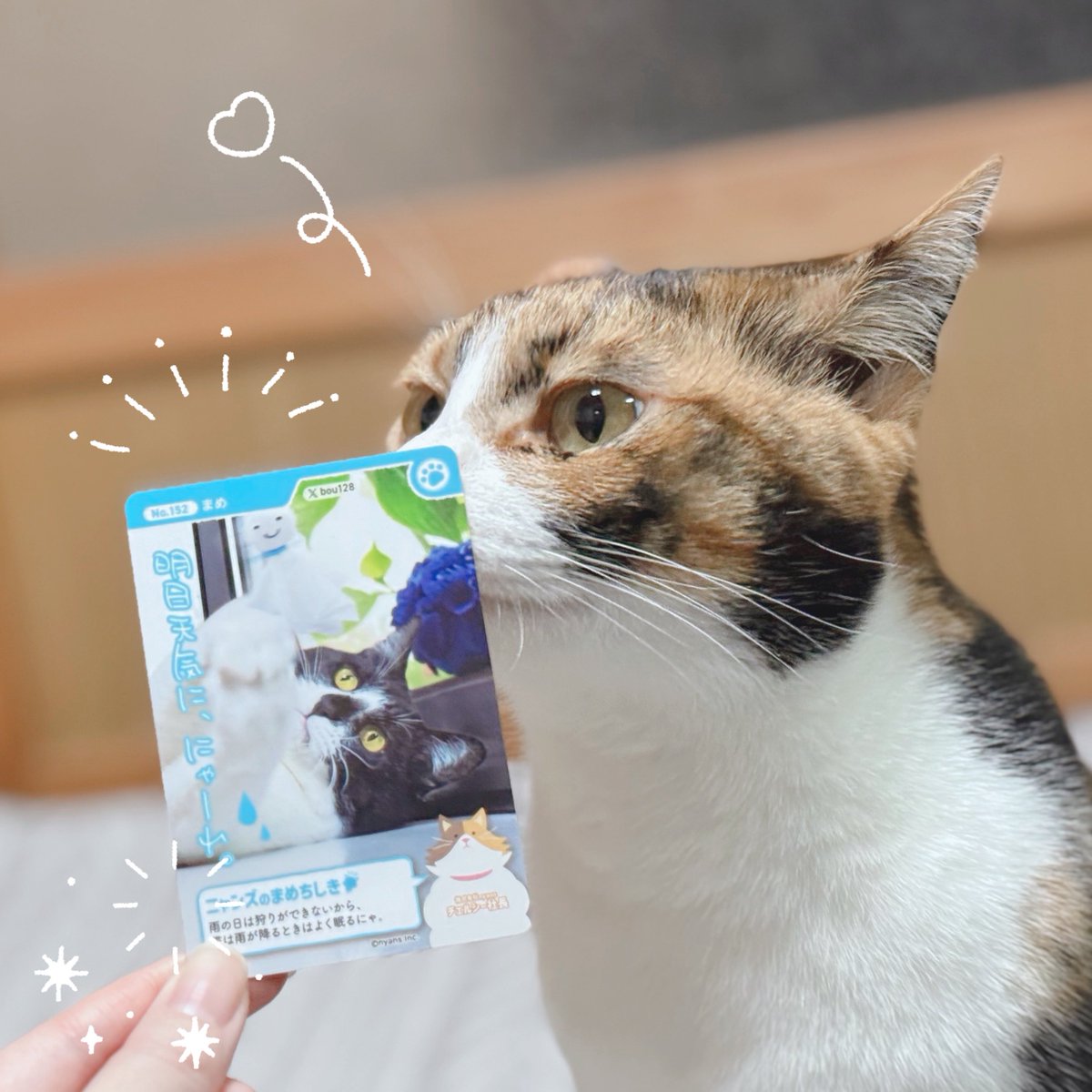 昨年にひきつづきホームセンターのカインズさんが開催する『ニャンズ