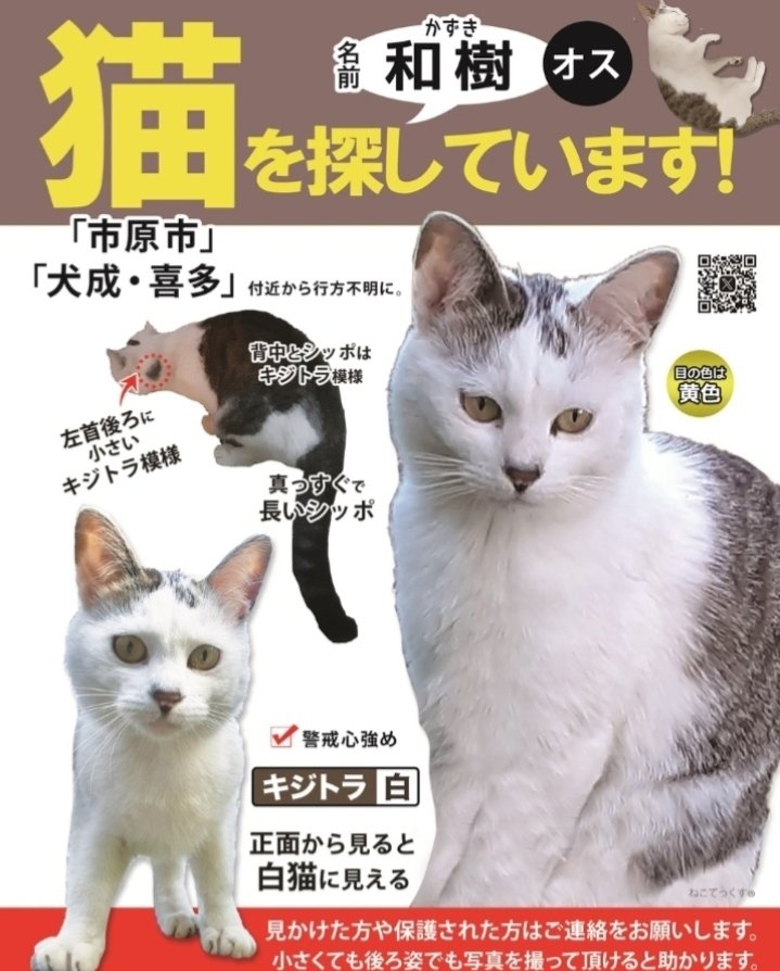 DSB8coSDfuHJv28's tweet photo. 見かけたら追いかけずにご連絡をお願いします。

可能でしたら小さくても後ろ姿でも写真を撮っていただけると助かります。
#迷い猫 #迷子猫 #キジトラ白 #猫
#キジ白 #キジシロ #保護 #ねこ
#千葉県 #千葉 #市原市 #市原
#犬成 #喜多 #湿津 #長柄町 #長柄　 
ペットのきもち▶️
https://t.co/7PfmhAUA2r https://t.co/O3bMCiFS7w