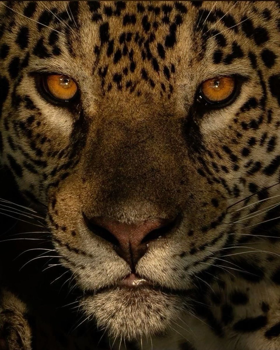 JaviaThemodel tweet picture