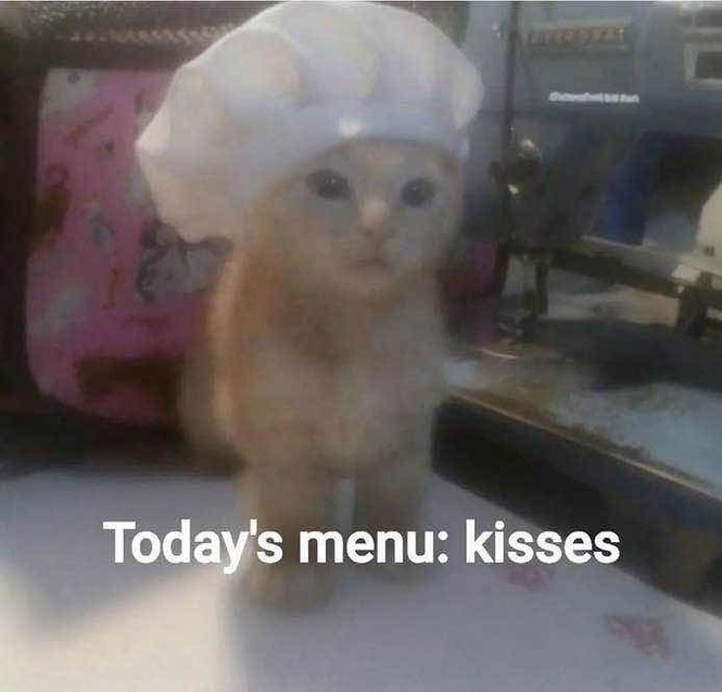 Catsillyness's tweet photo. kisses https://t.co/Ru7tIpv2EZ