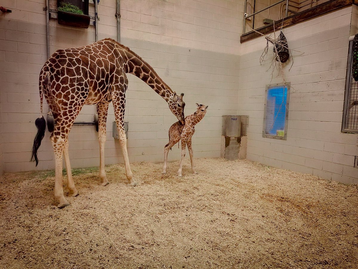 ElPasoTXGov's tweet photo. Welcome to the world baby! The @elpasozoo just welcomed a six foot tall addition to their Zoo Family! Stay tuned for updates on the gender and life milestones! #ElPasoZoo #BabyGiraffe 🦒 https://t.co/n2OkJBUwMb