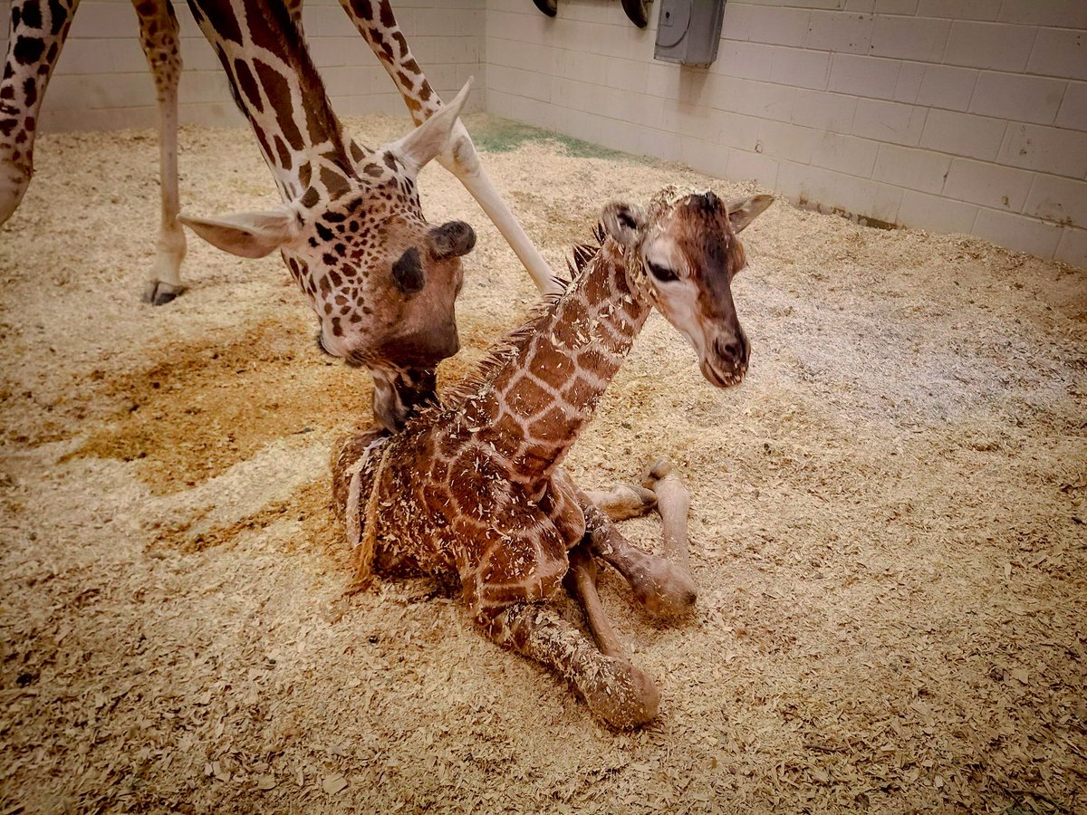 ElPasoTXGov's tweet photo. Welcome to the world baby! The @elpasozoo just welcomed a six foot tall addition to their Zoo Family! Stay tuned for updates on the gender and life milestones! #ElPasoZoo #BabyGiraffe 🦒 https://t.co/n2OkJBUwMb