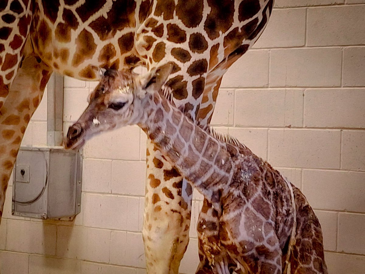 ElPasoTXGov's tweet photo. Welcome to the world baby! The @elpasozoo just welcomed a six foot tall addition to their Zoo Family! Stay tuned for updates on the gender and life milestones! #ElPasoZoo #BabyGiraffe 🦒 https://t.co/n2OkJBUwMb