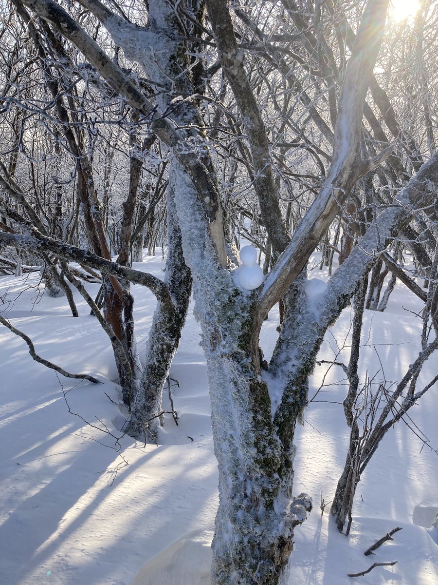 sureggataro's tweet photo. 三峰山霧氷祭り

標高800mから積雪あり
山頂付近に樹氷があります。

#三峰山　#三峰山霧氷祭り https://t.co/QcLIXTDTmV