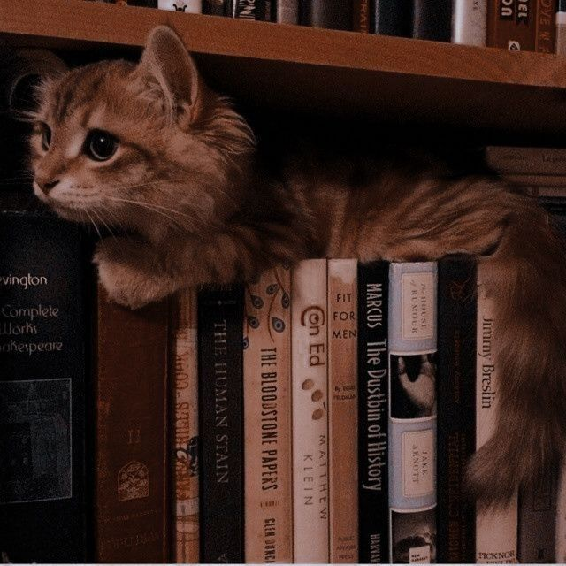 Kathyy___B's tweet photo. Library time with Lia 😙 https://t.co/yYg4DVTEW6
