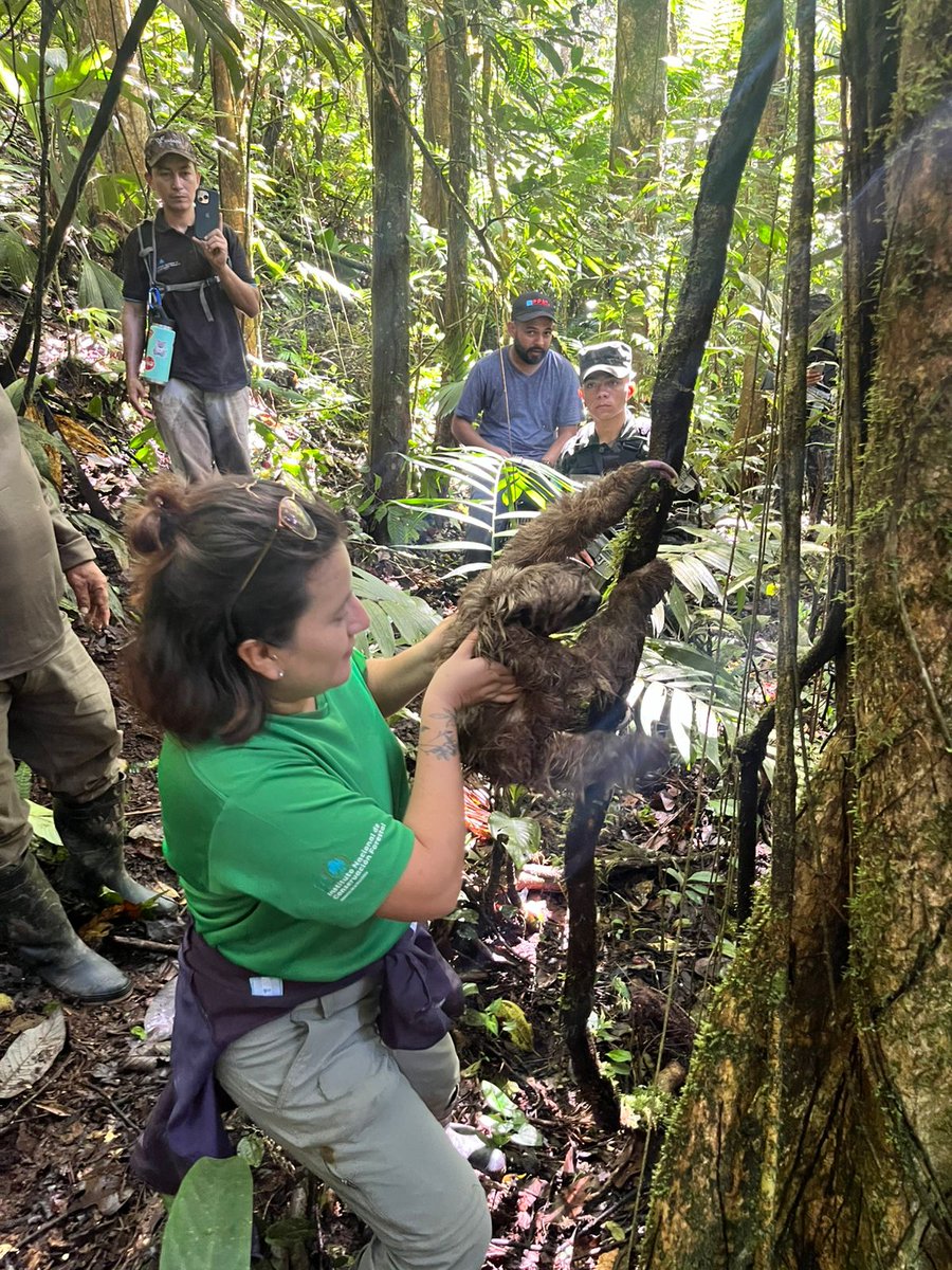ICFHonduras's tweet photo. 🌿✨ Biosfera del Río Plátano | El ICF, a través de la FTIA, llevó a cabo la liberación de cuatro perezosos de tres garras (Bradypus variegatus) 🦥

🔴 Estos individuos fueron rescatados tras un decomiso en la zona de amortiguamiento y ahora regresan a su hogar natural 🌳🏞️🌱.

¡Protejamos la vida silvestre 🐾 y preservemos nuestros bosques! 🌎💚