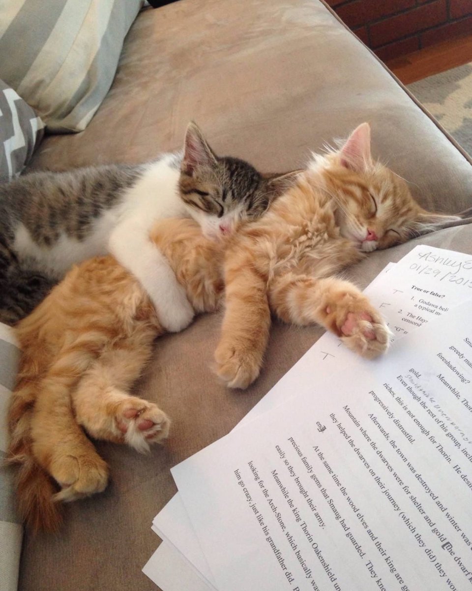 The Cats 𝕏 (@thecatsx) on Twitter photo 