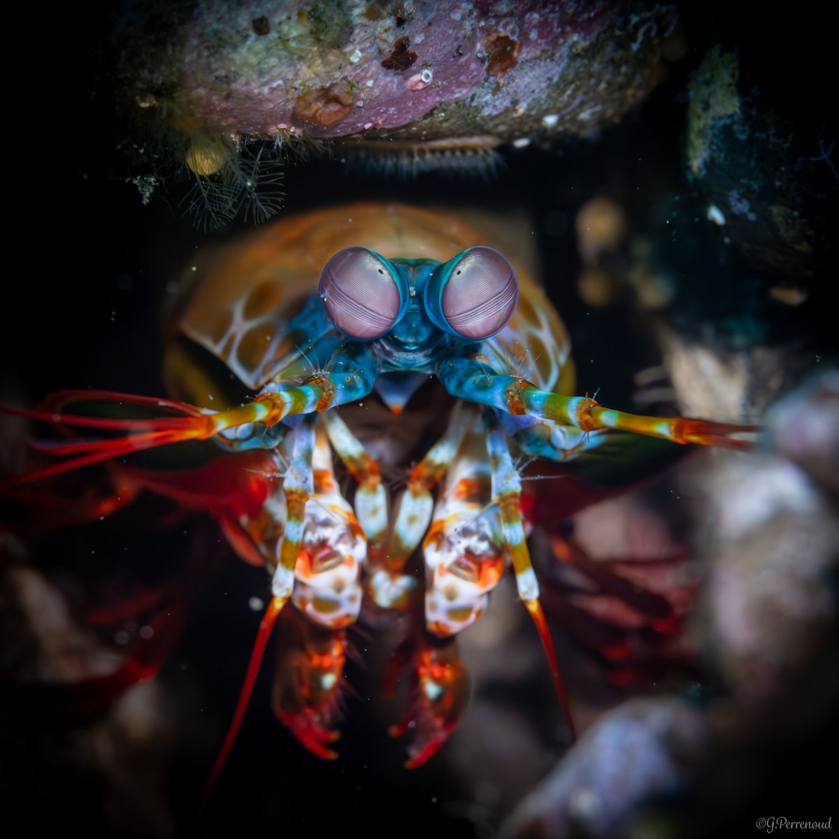 Discover the mighty mantis shrimp: Nature's tiny warriors with superhuman vision and bullet-fast punches. thegreenodyssea.net/en/animals/the…