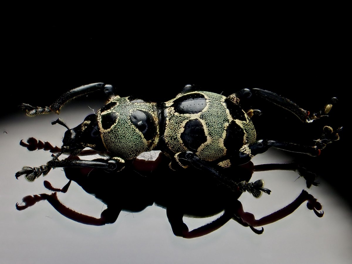 DamasterCarabus's tweet photo. Pachyrhynchus orbifer circulifer

🇵🇭 Philippines

シックと言うか、お上品と言うか、そんなカタゾウムシ https://t.co/kYmOqRrL38