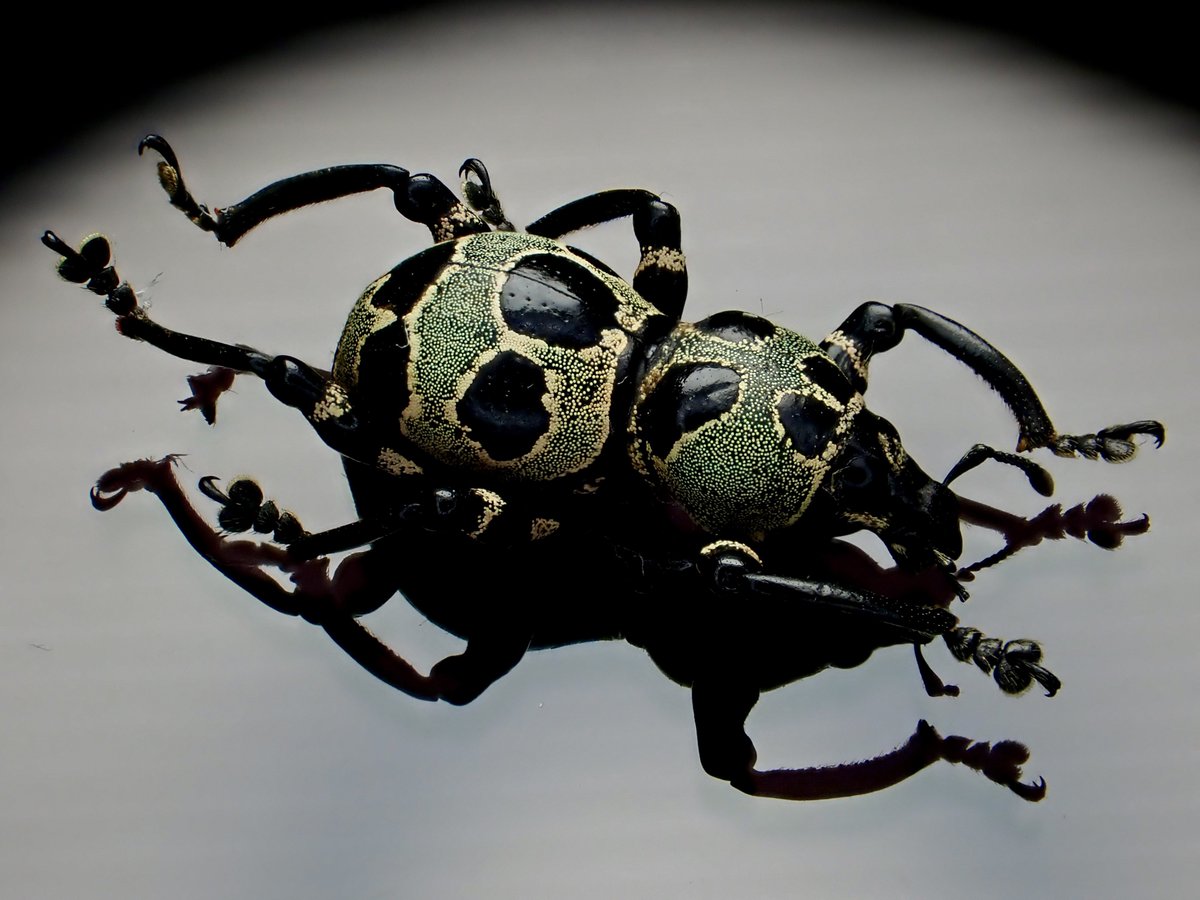 DamasterCarabus's tweet photo. Pachyrhynchus orbifer circulifer

🇵🇭 Philippines

シックと言うか、お上品と言うか、そんなカタゾウムシ https://t.co/kYmOqRrL38