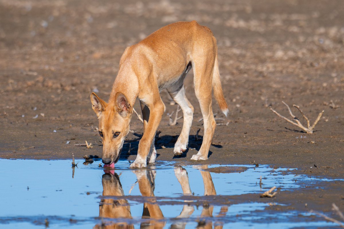 Tim Henderson tweet media
