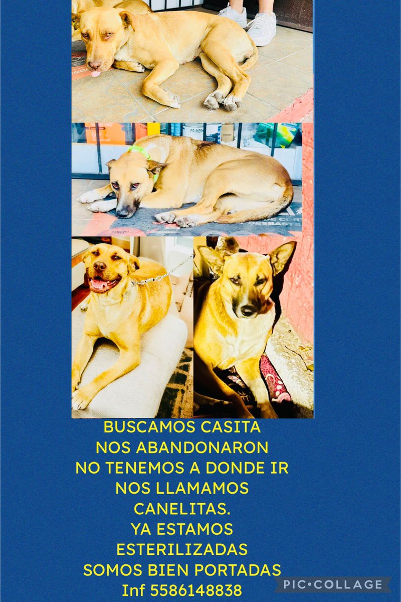 velazquez_er's tweet photo. De su apoyo para adoptarlas, se entregan esterilizadas y vacunadas. https://t.co/wE0koFOCWs