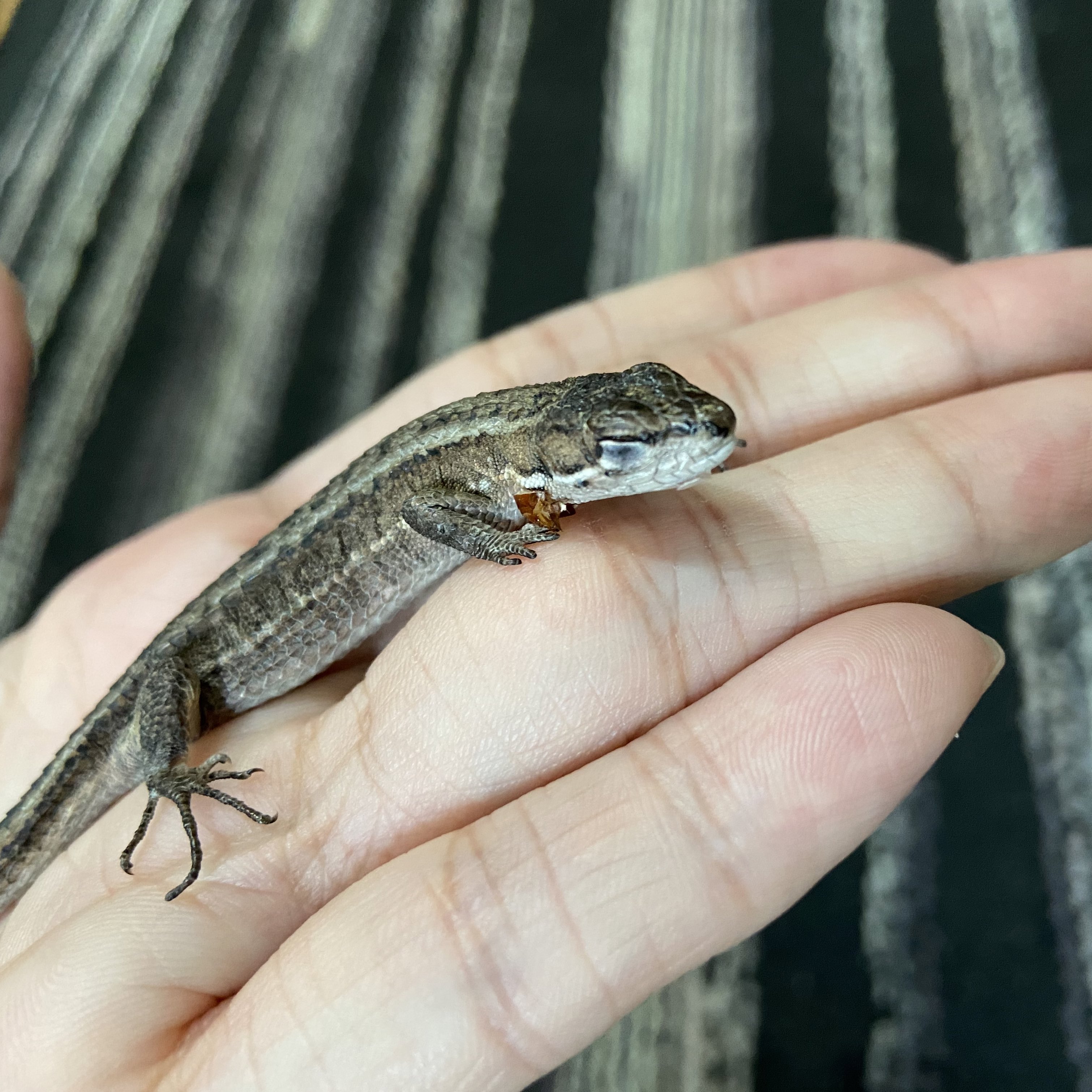 MIHO　モールのカマキリ、ニホントカゲ、カナヘビ、ヤモール MIHO モールのカマキリ、ニホントカゲ、カナヘビ、ヤモール MIHO