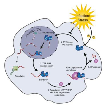 Online Now: Cytoplasmic mRNA decay controlling inflammatory gene expression is determined by pre-mRNA fate decision dlvr.it/THjWWN