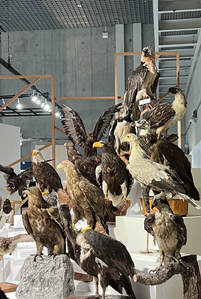 友人でもあり家族で大ファンのぬまがさワタリさんがめっちゃ関わってる科博の鳥展に。
入場待機40分で中も大盛況。
ぬまがささんのイラストコミックも沢山展示されてて楽しかった。
鳥可愛いな。
ぬまがささんの読者また増えちゃうじゃんと思ったがこの大量の人全てがぬまがささんのファンなのか… 