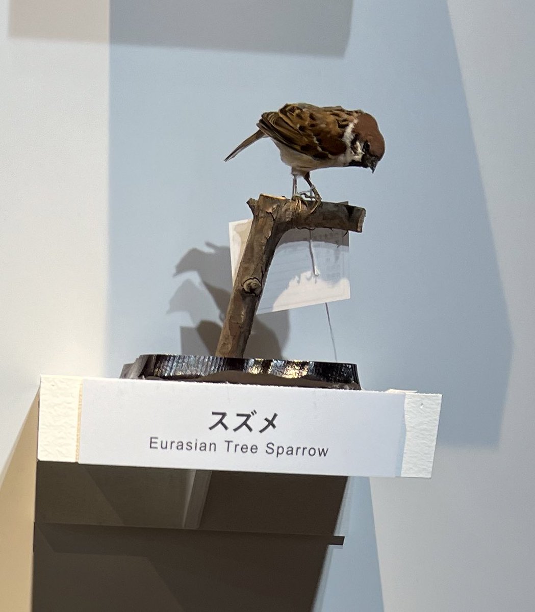 友人でもあり家族で大ファンのぬまがさワタリさんがめっちゃ関わってる科博の鳥展に。
入場待機40分で中も大盛況。
ぬまがささんのイラストコミックも沢山展示されてて楽しかった。
鳥可愛いな。
ぬまがささんの読者また増えちゃうじゃんと思ったがこの大量の人全てがぬまがささんのファンなのか… 