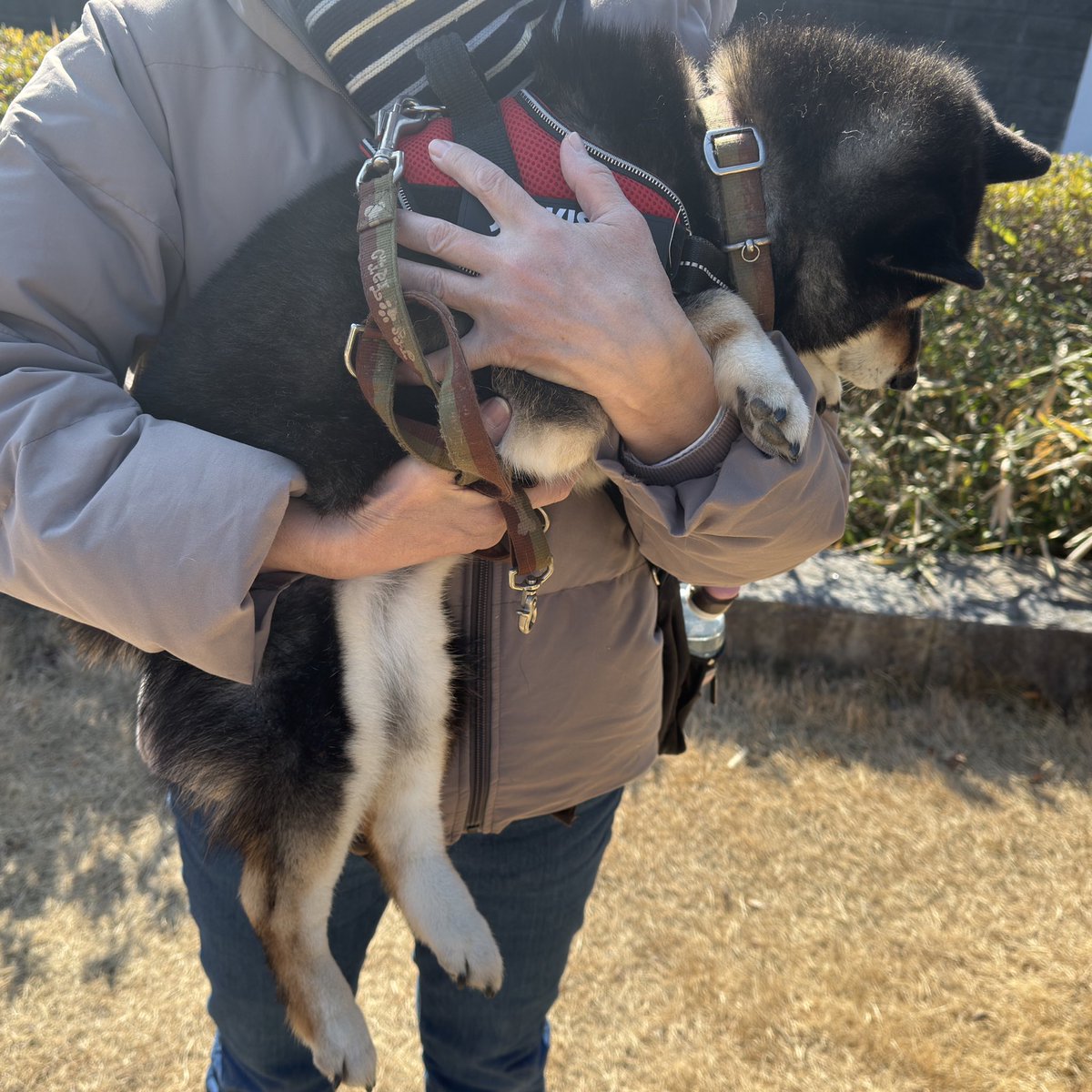 v_code_02's tweet image. 一昨日夜から短時間散歩(散策？)を始めました。
食べるものはソフトささみおやつとさつまいも、そしてチュール。
中々フード食べず🥲

そして家人陸初抱っこ😂👏
普段暴れるので落としたら危ないとできませんでしたが...まだ覚束なくありますが抱っこのコツを伝授中。

陸殿のソウジャナイ感。