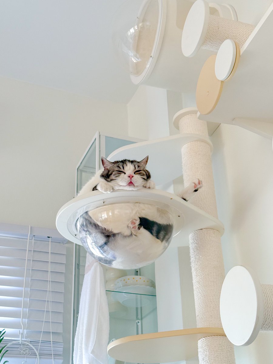 เห้อออ สงสารคอนโดแมว