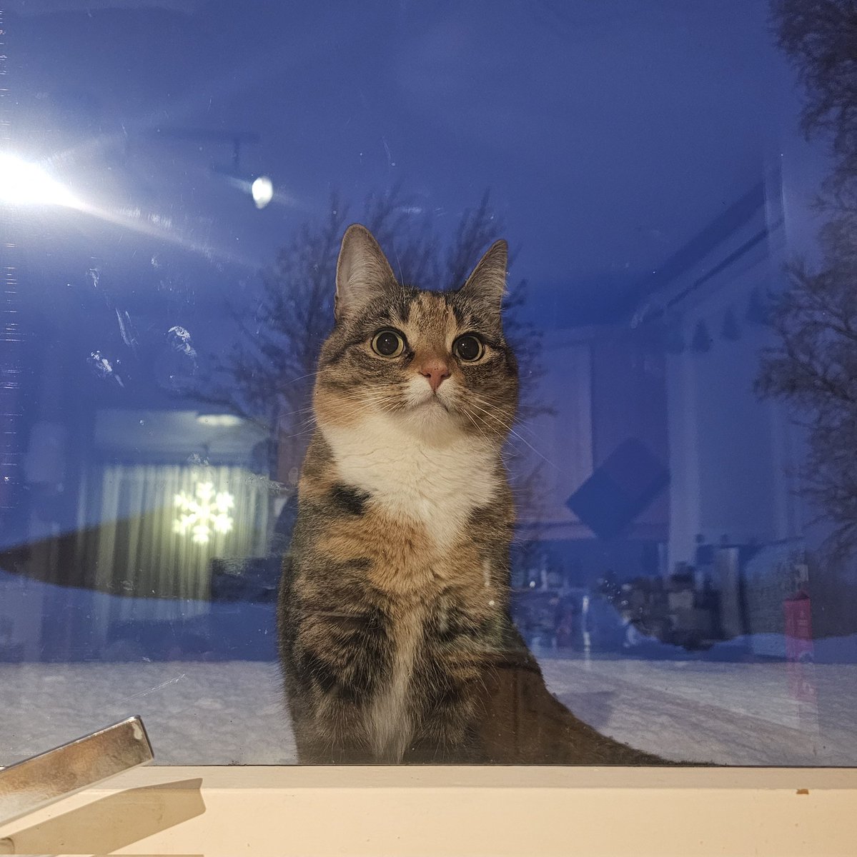 息子と朝御飯食べてたら横からぬっと出てきた。

このあと夫の「猫はご飯を済ませてるからひっかかったらだめだよ？」の申し送りをうっかり忘れて２回目の朝ごはんあげそうになりました。「あー、はいはいごはんね～～」って普通にひっかかりそうになったわ(笑)
