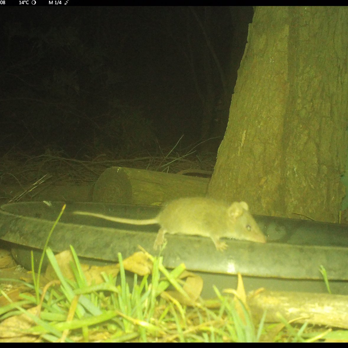 Agvocate_Au (@agvocate_au) on Twitter photo Sugar Glider & Antechinus last night on our lawn.
Confined pet cats & 1 year of trapping feral cats gave us this.
This is how you get people to manage cats <a href="/DEECA_Vic/">DEECA Victoria</a>
Show them what they can have instead.
Teach them how.
(Case in Oct Science Victoria mag) Sugar Glider & Antechinus last night on our lawn.
Confined pet cats & 1 year of trapping feral cats gave us this.
This is how you get people to manage cats <a href="/DEECA_Vic/">DEECA Victoria</a>
Show them what they can have instead.
Teach them how.
(Case in Oct Science Victoria mag)