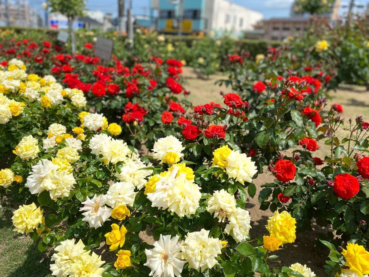 花だらけの世界はどこにあるの? もし本当にあるなら、きっとそこに行く。🌸🌸🌸