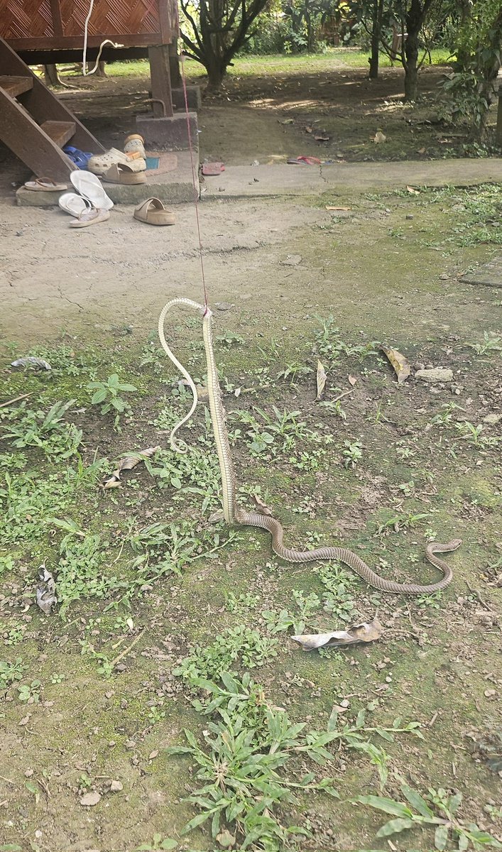 Chef_Pos's tweet image. Magssiesta lang naman ako pero nakahuli pa kami. 🐍