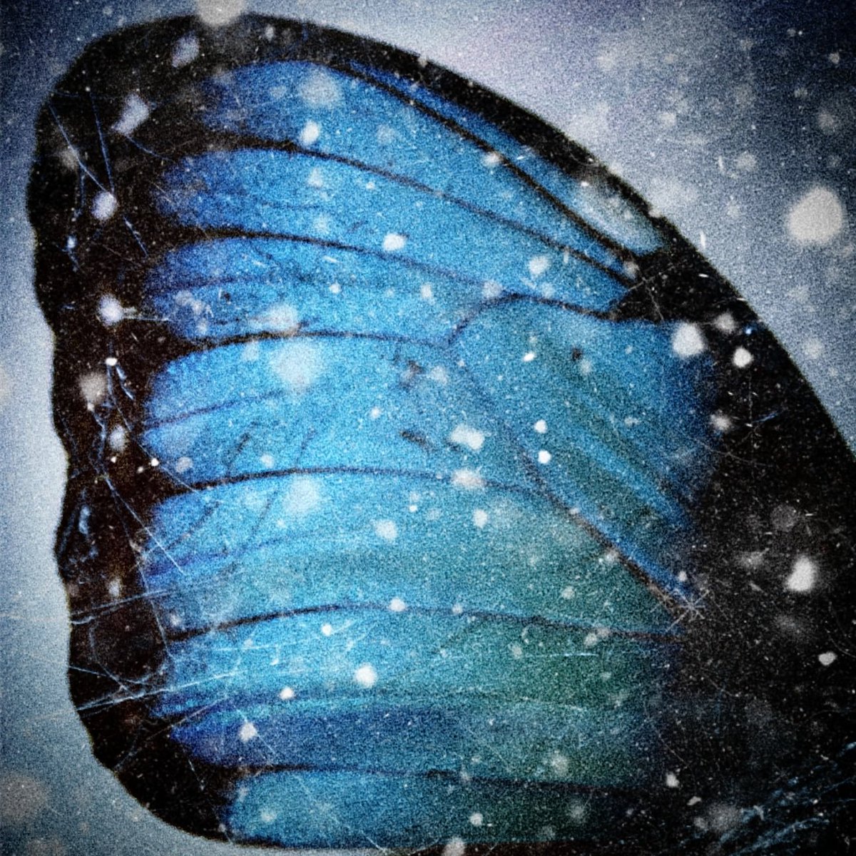 HBD🦋