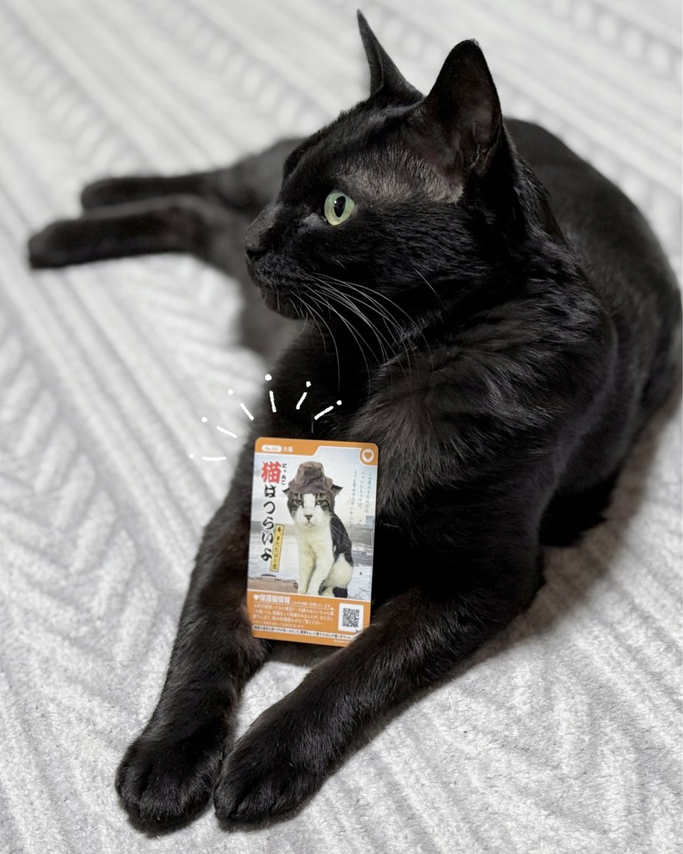 「そしてそして、今年から新しく「保護猫カード」が登場とのことです。家族を募集中の保」|AKRのイラスト