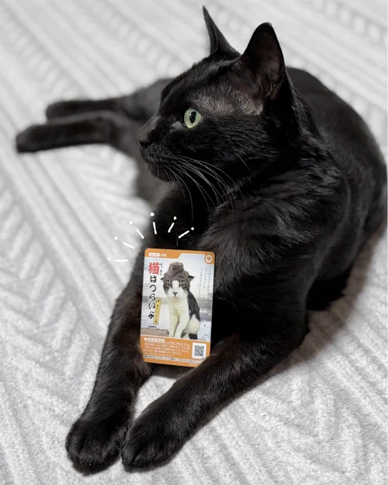 そしてそして、今年から新しく「保護猫カード」が登場とのことです。家族を募集中の保護猫さんたちがカードになっております。こちらもよろしくお願いします。 