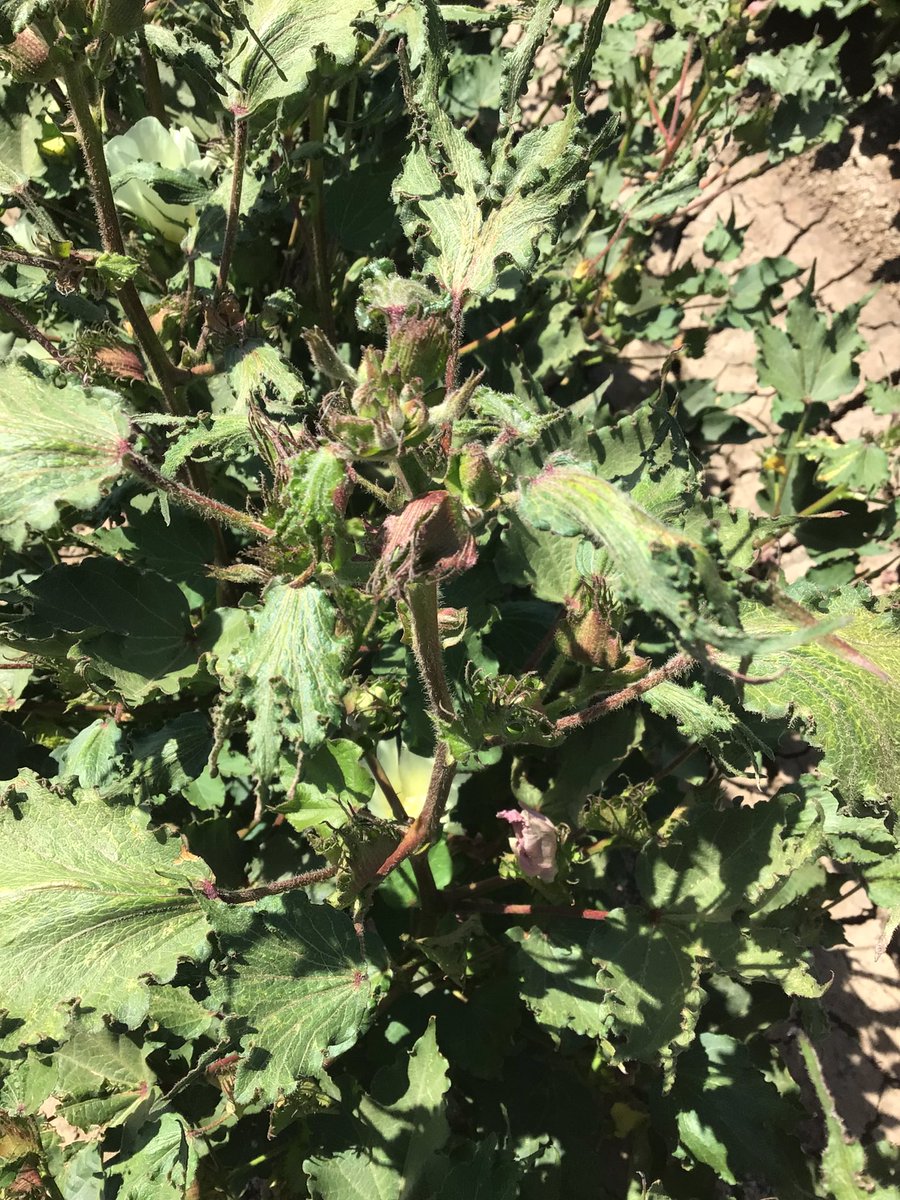 Pat McGuinness tweet media