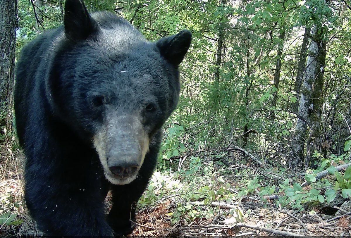 Our free farm newsletter is an occasion to share photos from our wildlife cameras and talk about farm life -- plus we're celebrating Chinese New Year with a three-day sale on our hard ciders. Up to 30% off! nickkristof.substack.com/p/the-glories-…