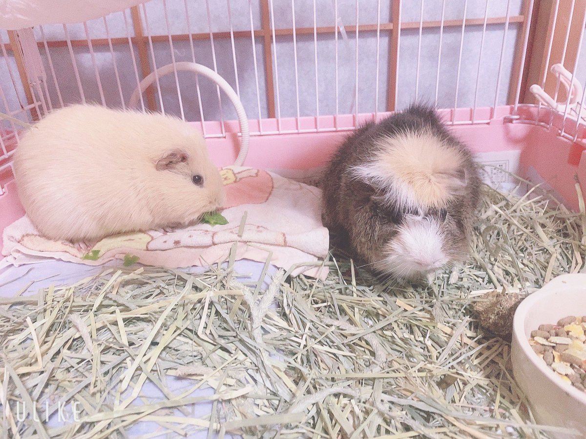 chi__ppi's tweet image. 最近は２匹一緒のゲージにしてます( ˶˙ᵕ˙˶ )
喧嘩もせず仲良く過ごしてます 😌💕

オスとメスでも仲良くできるの
気が合うって事なのかな？？😳

いつも寄り添って寝てます(*˘︶˘*).｡.:*♡

食べるのが遅いきなこのピーマンも
横取りせずにいいお兄ちゃんのほいです💗💗