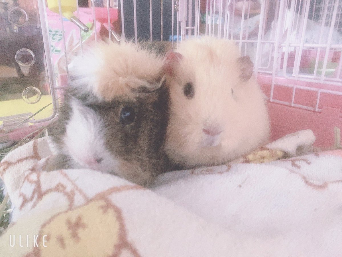 chi__ppi's tweet image. 最近は２匹一緒のゲージにしてます( ˶˙ᵕ˙˶ )
喧嘩もせず仲良く過ごしてます 😌💕

オスとメスでも仲良くできるの
気が合うって事なのかな？？😳

いつも寄り添って寝てます(*˘︶˘*).｡.:*♡

食べるのが遅いきなこのピーマンも
横取りせずにいいお兄ちゃんのほいです💗💗