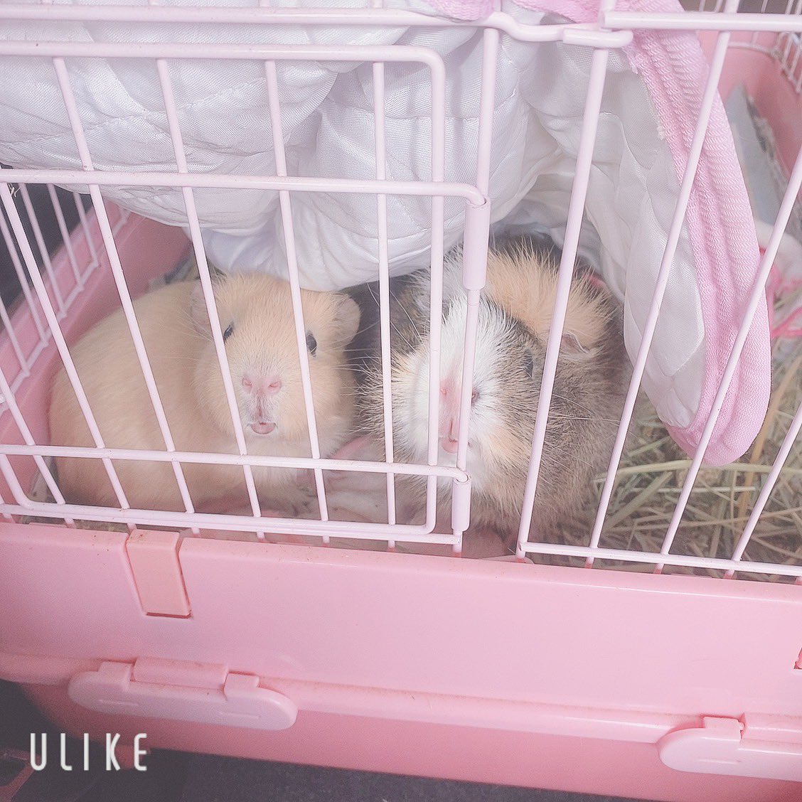 chi__ppi's tweet image. 最近は２匹一緒のゲージにしてます( ˶˙ᵕ˙˶ )
喧嘩もせず仲良く過ごしてます 😌💕

オスとメスでも仲良くできるの
気が合うって事なのかな？？😳

いつも寄り添って寝てます(*˘︶˘*).｡.:*♡

食べるのが遅いきなこのピーマンも
横取りせずにいいお兄ちゃんのほいです💗💗