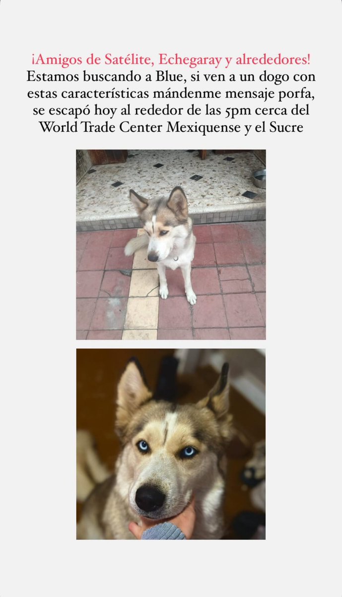 marzenizo's tweet photo. @LosSatelucos pido su ayuda para encontrar a mi perrita, me comentaron que un auto rojo la recogió por escultores si alguien sabe algo avíseme por favor 🙏 https://t.co/qHKbW9AQDV