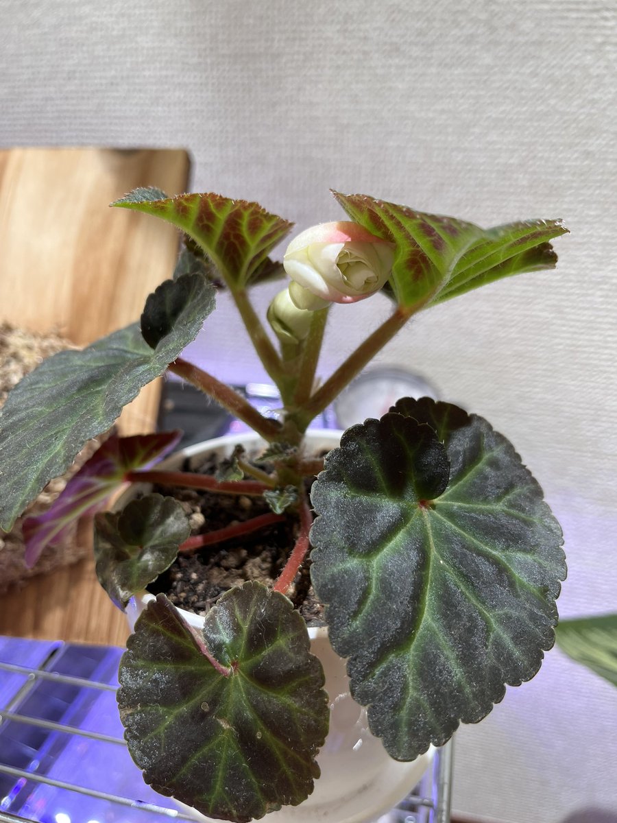 Kinose_kny's tweet photo. 小さな葉っぱ1枚になってしまっていたエラチオールベゴニア
うちにきてここまで大きくなってくれて嬉しすぎる🥹
咲くのが楽しみ🌸 https://t.co/SkkbfUzwEo