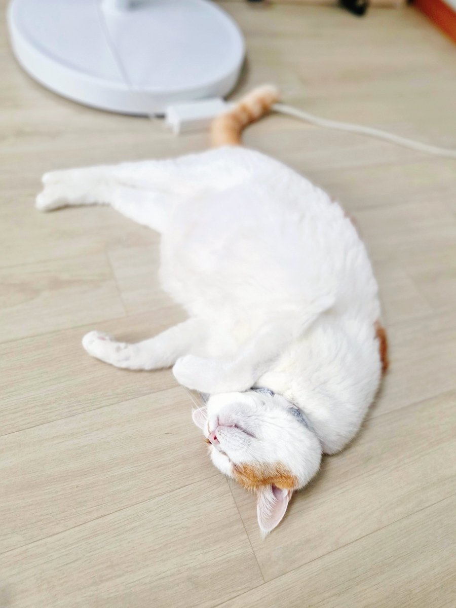 0127_maya's tweet photo. 푸데데...💤 
푸데데데...💤 https://t.co/cT7KsR9PAN
