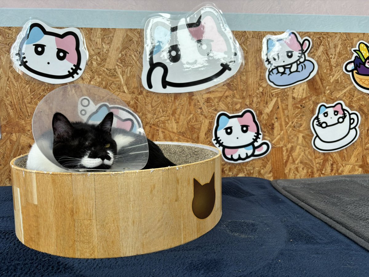 2/1(土)Meooow!営業中です🐈

今日と明日は予約制です！

本日からびーえするるるとコラボ実施中😻

店内がるるるだらけでとってもかわいいです💓

ご予約はこちらから⬇️

airrsv.net/meooow/calendar

☎ 070-8322-5630

 #ミャーーーオ
  #Meooow! 
 #保護猫カフェ 
 #びーえするるる