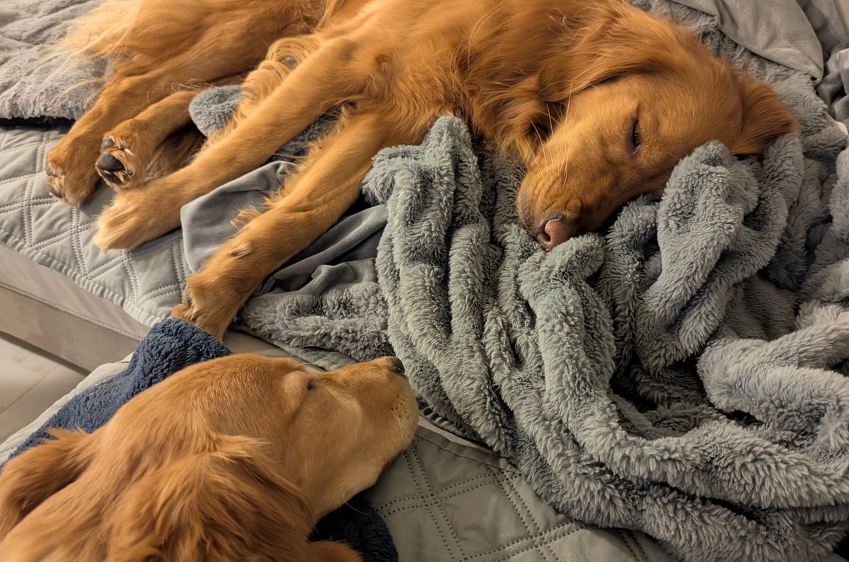 🥜@ゴールデンレトリバー (@nuts210822) / Posts / X