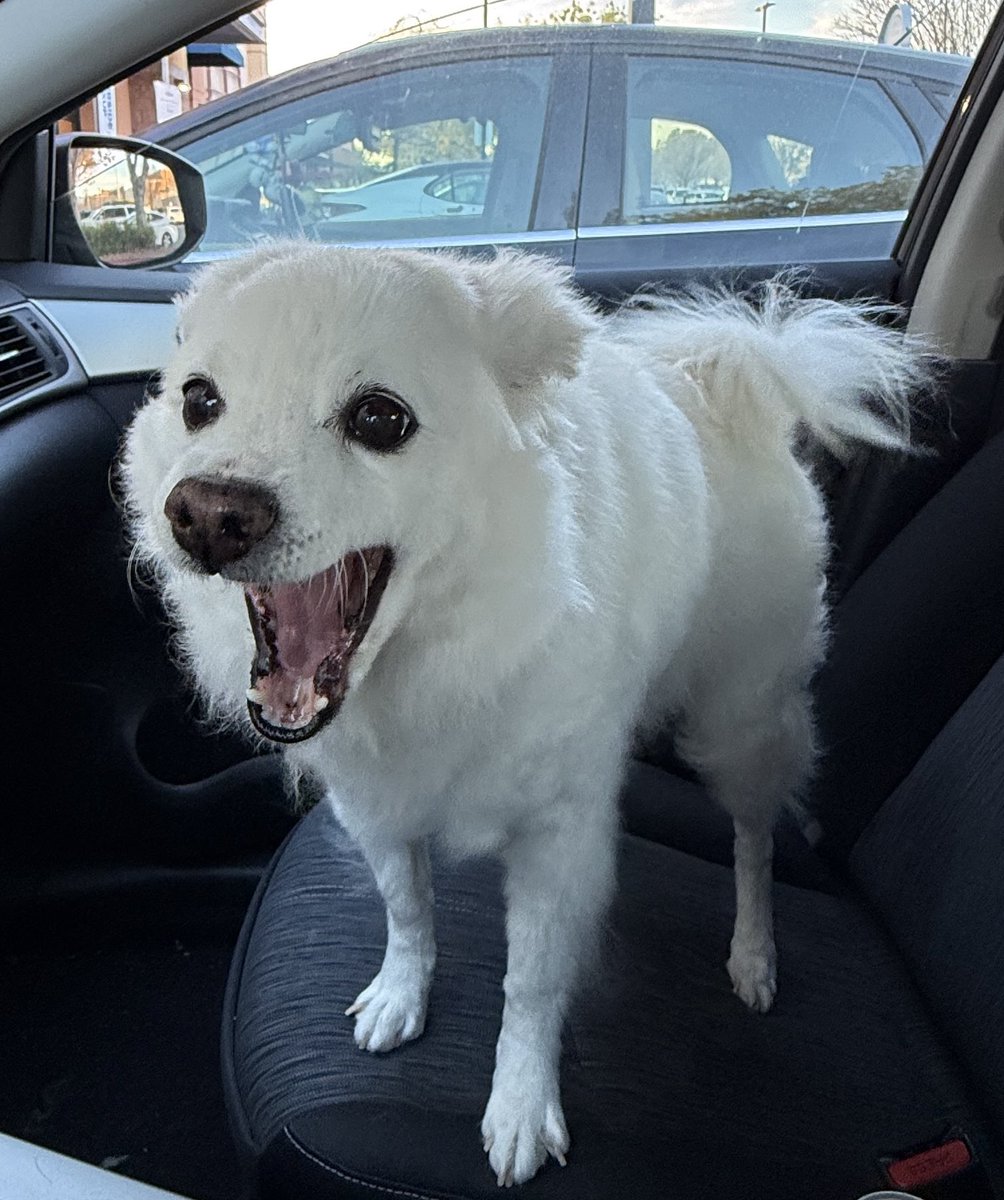 kristian tweet media