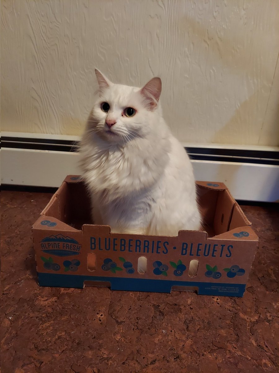 Babette 💟 tweet media