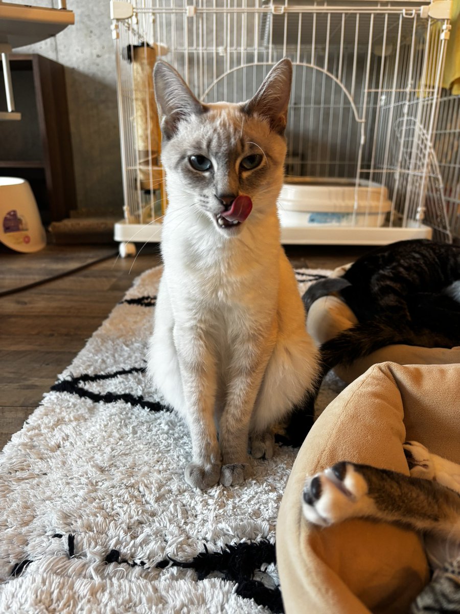 pumpkinnosuke's tweet photo. 先週末、久しぶりに都会のオアシス駒猫さんに遊びに行ってきました！みんにゃ可愛くてとっても癒されました🥰可愛いの詰め合わせにゃん😻❤️
#駒猫 #保護猫カフェ #保護猫 #猫のいるしあわせ https://t.co/1gvyA0dV04