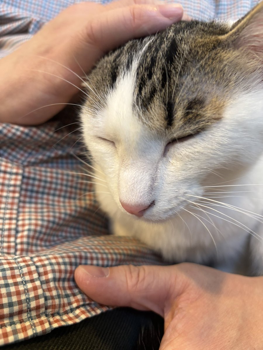 pumpkinnosuke's tweet photo. 先週末、久しぶりに都会のオアシス駒猫さんに遊びに行ってきました！みんにゃ可愛くてとっても癒されました🥰可愛いの詰め合わせにゃん😻❤️
#駒猫 #保護猫カフェ #保護猫 #猫のいるしあわせ https://t.co/1gvyA0dV04
