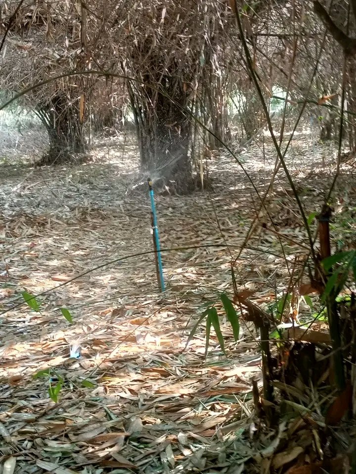 เดินดูหน่อไม้กันครับ