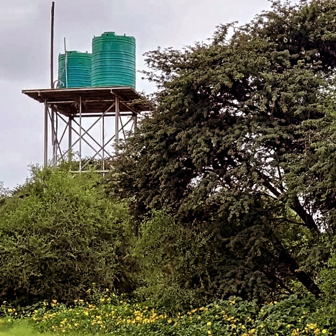 KameelHuise's tweet photo. Visited our wate rpump station. Nature has taken back the access road.  The tanks and pump station are covered in beautiful wild flowers. Even the #sociableweaver sings a happy song. The #ostriches perform a veld dance. 
 #kameelhuisetussenspore #Kameel #Route377 #Noordwes https://t.co/D30h4L44Aw