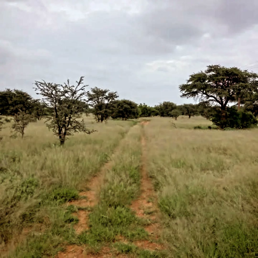KameelHuise's tweet photo. Visited our wate rpump station. Nature has taken back the access road.  The tanks and pump station are covered in beautiful wild flowers. Even the #sociableweaver sings a happy song. The #ostriches perform a veld dance. 
 #kameelhuisetussenspore #Kameel #Route377 #Noordwes https://t.co/D30h4L44Aw