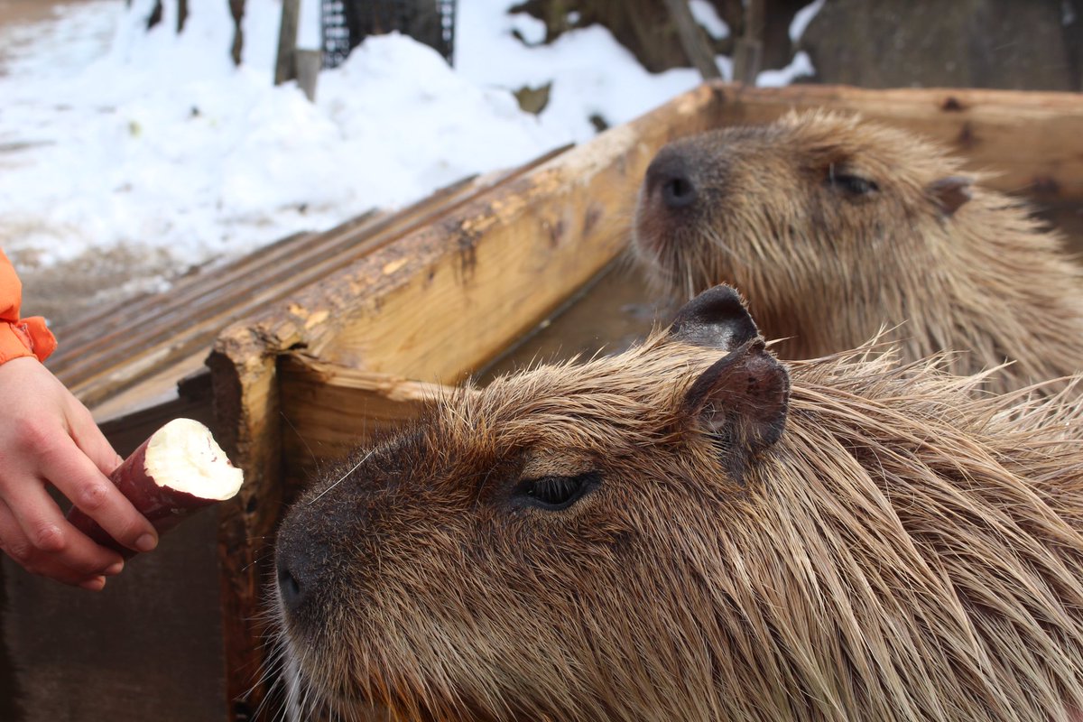 capybarabath's tweet image. 【那須】
いしかわ動物園さんから頂いた「五郎島金時」と「ハッサク」をカピバラたちにプレゼント!!
トロフィーと賞状と記念撮影!
みんなお芋美味しかったね〜♡
#カピバラ
#カピバラ温泉
#カピバラ長風呂対決