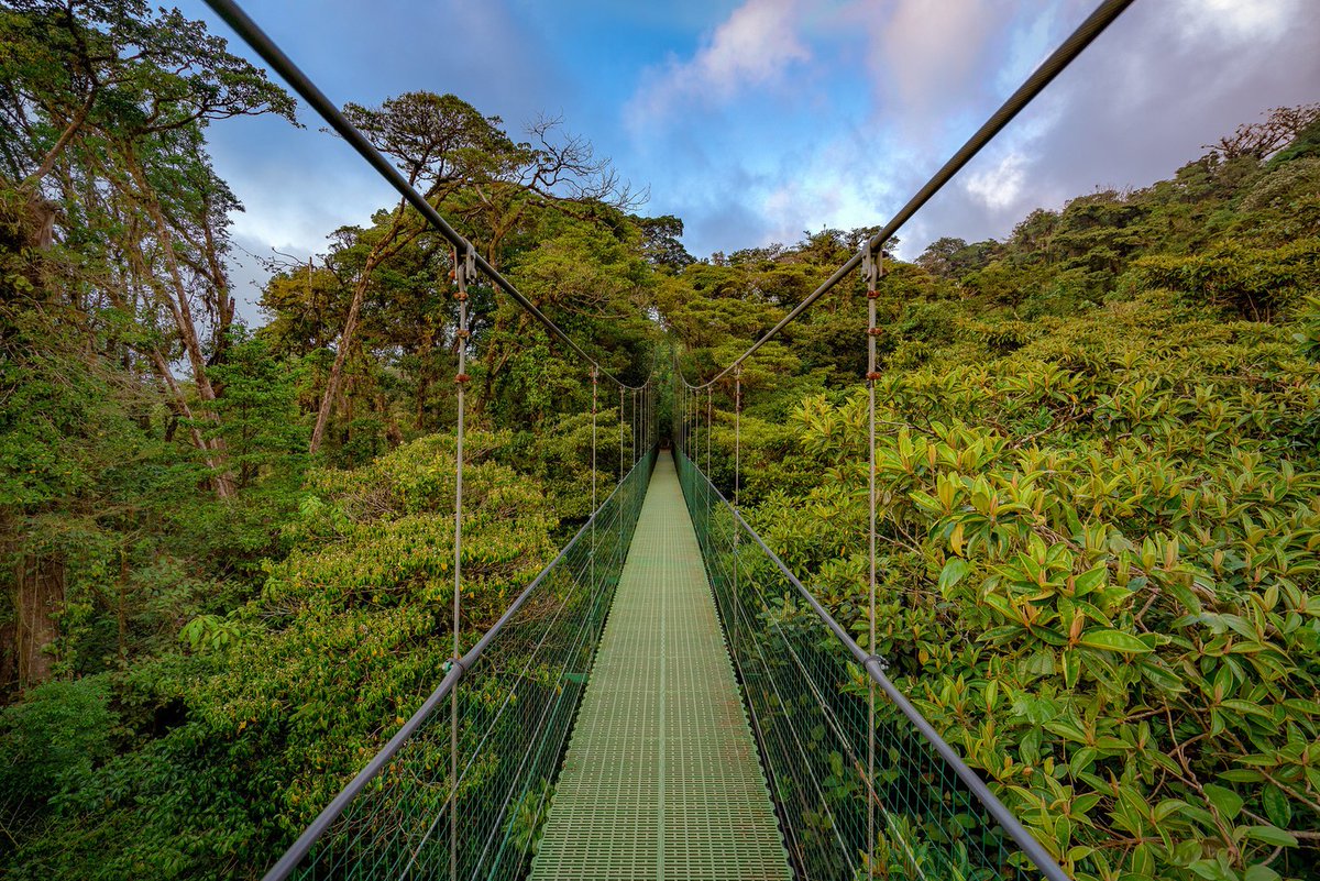 Ignacionovo's tweet photo. ¡Hola, buenos días, humanidad! 🌍 ¡Feliz día! Hoy os traigo una imagen de la Reserva Biológica Bosque Nuboso Monteverde, en Costa Rica, un paraíso natural que parece sacado de un cuento. Este lugar, envuelto en niebla, alberga una biodiversidad impresionante, incluyendo cientos de especies de aves, como el majestuoso quetzal, y una variedad de plantas que tapizan cada rincón. ¿Sabías que Monteverde es famoso por ser uno de los hábitats más ricos en orquídeas del mundo? Aquí puedes caminar por puentes colgantes entre las copas de los árboles o explorar senderos rodeados de una exuberante vegetación. Un destino que no solo conecta con la naturaleza, sino también con nuestra esencia más pura. ¡Una experiencia inolvidable!