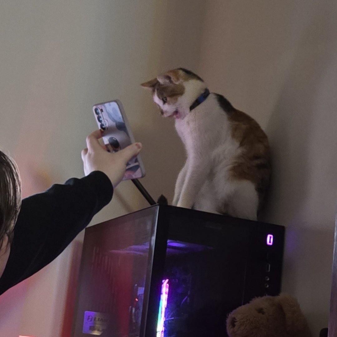 fenixxdraws's tweet photo. art post?? in 2025???? kicked the art block today, it'll be back tomorrow o7
and bonus cat pic bc how could i not share that lmao https://t.co/LkPlDT2UBb
